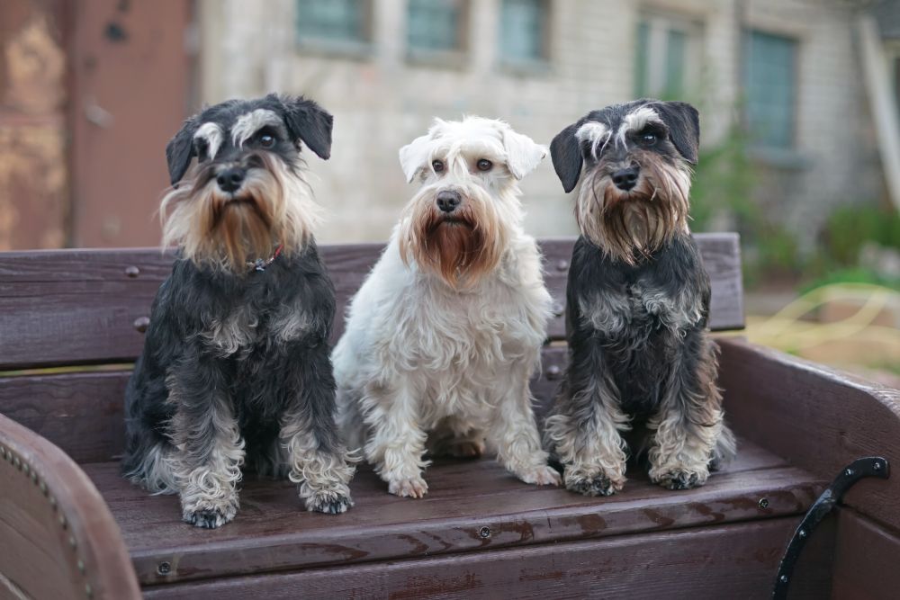 One white and two black and silver Miniature Schnauzer dogs sitting in a wooden sleigh bench
