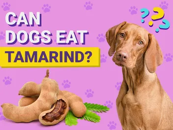 Can Dogs Eat Tamarind? Vet-Verified Nutrition Facts & Info