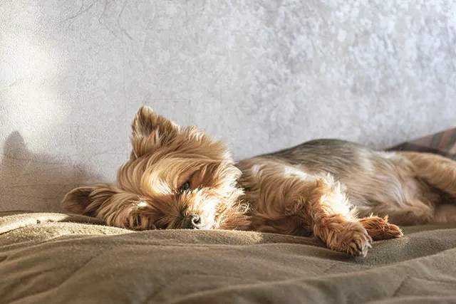Is My Dog Dead or Unconscious? 5 Tips to Check (Vet Answer)