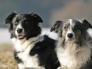 11 Fascinating Border Collie Facts: Understanding the Breed