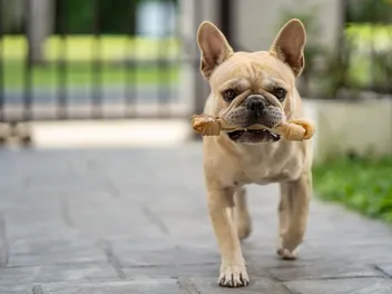How Strong of a Bite Does a French Bulldog Have? Facts & FAQ