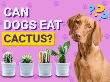 Can Dogs Eat Cactus? Vet-Verified Facts & FAQ