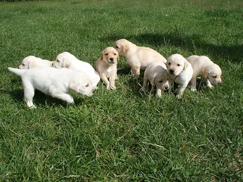 Labrador Retriever Puppies for Sale in Oklahoma: Breeders List 2026