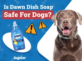 Is Dawn Dish Soap Safe for Dogs? Vet-Verified Facts & FAQ