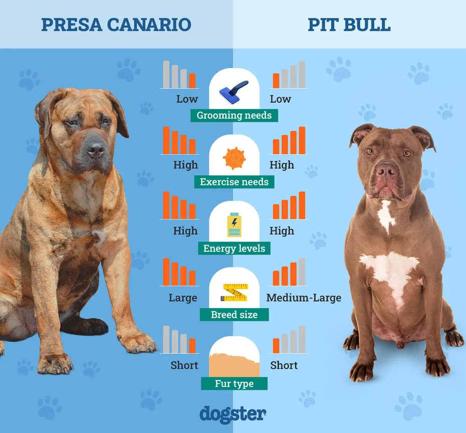 Dogster_Side by Side Comparison_ Presa Canario vs Pit Bull