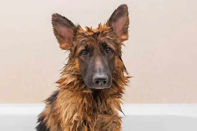 How Often Should You Bathe a German Shepherd? Vet-Verified Grooming Guide