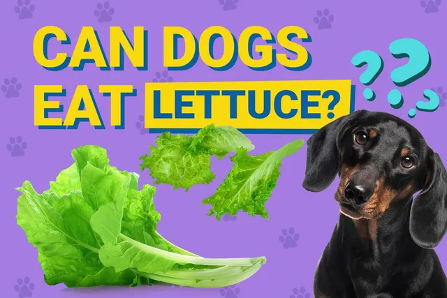 Can Dogs Eat Lettuce? Vet Approved Facts & FAQs
