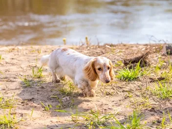 White Dachshund: Info, Pictures, Origin & History