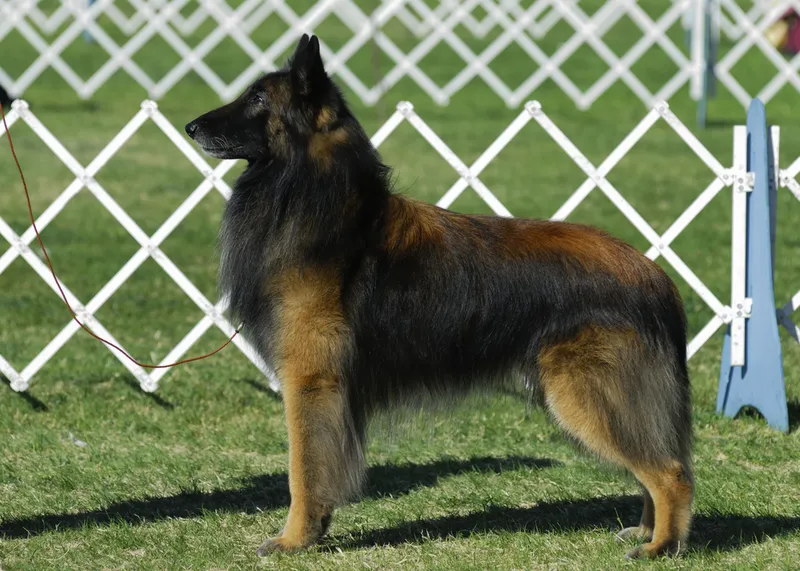 Belgian Tervuren dog in a show