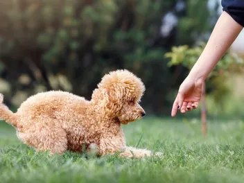 How to Train a Toy Poodle: 5 Vet-Reviewed Tips for Success