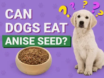 Can Dogs Eat Anise Seed? Vet-Approved Benefits & Risks