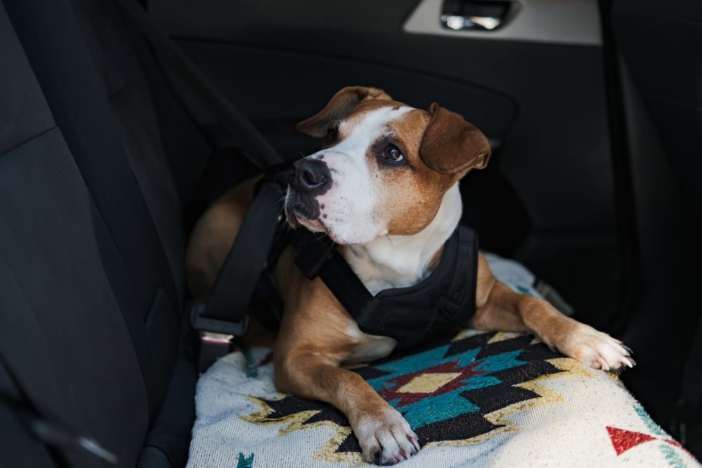dog buckled up in car