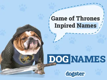 150 Game of Thrones-Inspired Dog Names: Ideas for Noble & Strong Pups