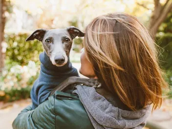 Is a Greyhound Good for a First-Time Dog Owner? Read Before Adopting!