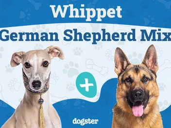 Whippet German Shepherd Mix: Info, Pictures, Care Guide & More