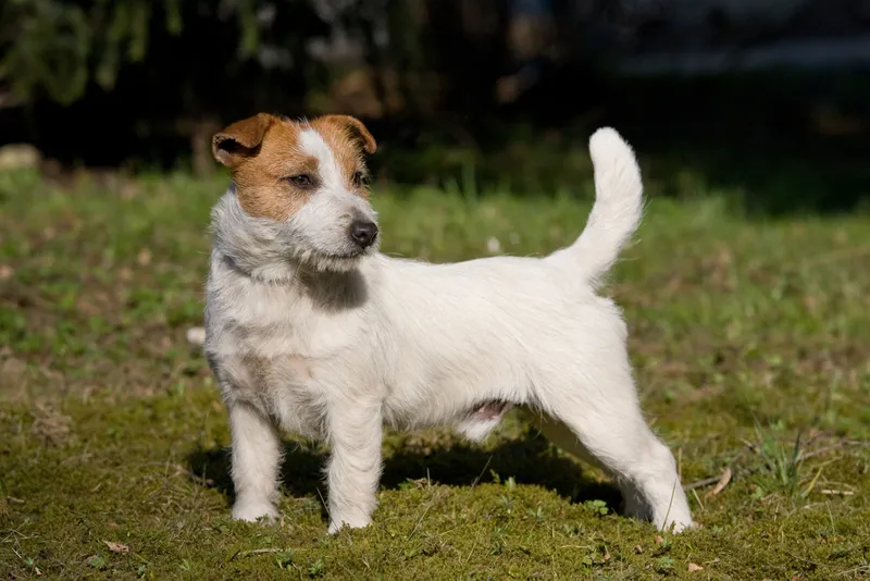 jack russell terrier dog standing outdoor