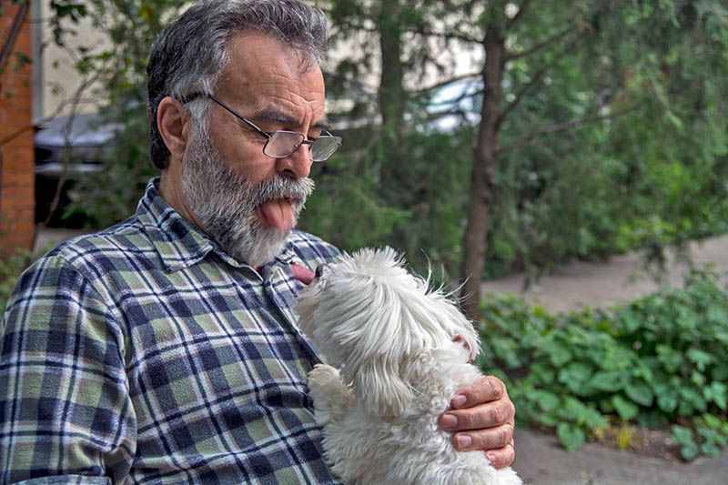 Maltese dog likes the owner to show him his tongue to imitate him