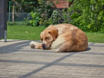 Why Do Dogs Like to Sleep Curled Up? 3 Likely Reasons