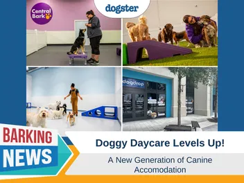 Doggy Day Care Levels Up – A New Generation of Canine Accommodation