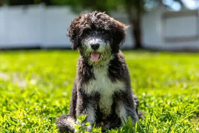 How Big Will My Bernedoodle Get? Vet-Verified Size & Growth Chart