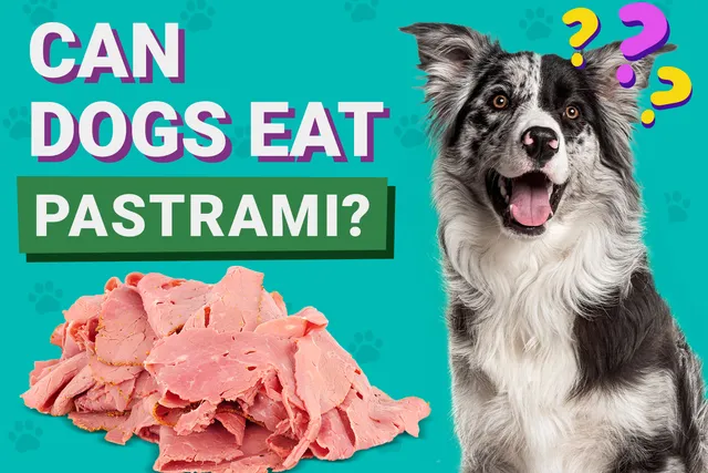 Can Dogs Eat Pastrami? Vet-Reviewed Dietary Guidance