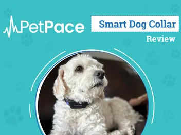PetPace 2.0 Smart Collar Review 2026: An Expert’s Breakdown