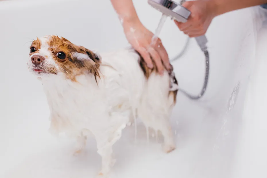 little dog getting a bath