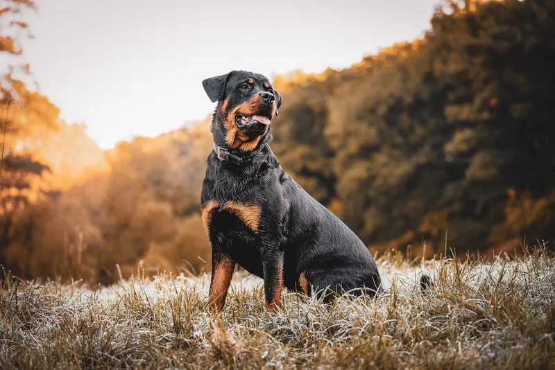Rottweiler