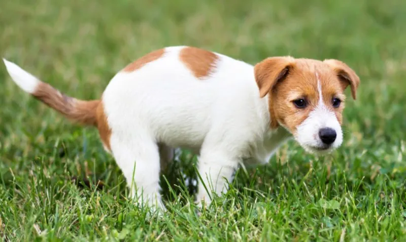 a puppy defecating outdoor