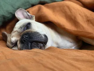 18 Low-Energy Dog Breeds Who Love Being Lazy (With Info & Pictures)