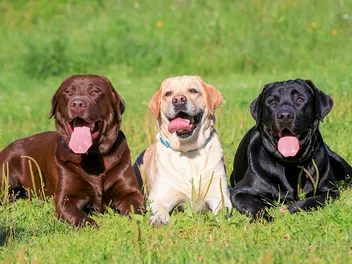 Labrador Retriever Puppies for Sale in Minnesota: 2026 Breeders List