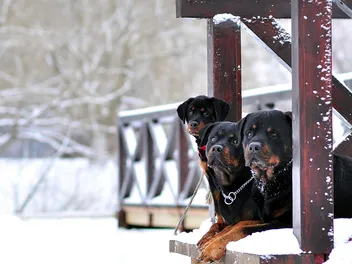 Can Rottweilers Handle Cold Weather? Vet Approved Facts & Precautions Tips