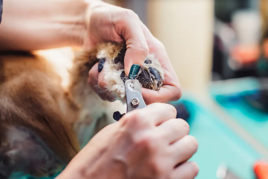 Female groomer haircut Cocker Spaniel trim nail
