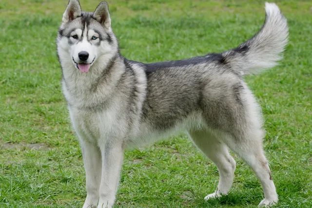 How Much Does a Husky Cost? 2026 Price Guide