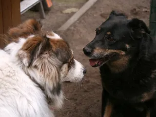 How Do Dogs Communicate With Each Other? 3 Categories of Communication