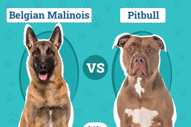 Belgian Malinois vs. Pitbull: Vet-Verified Key Differences (With Info & Pictures)
