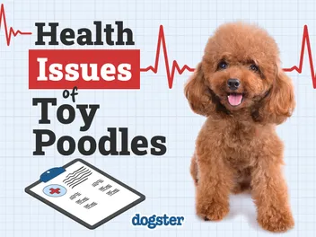 9 Toy Poodle Health Problems: Vet Approved Facts & Treatments