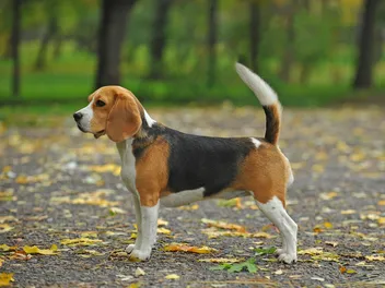 How Big Do Beagles Get? Vet-Verified Average Weight & Growth Chart