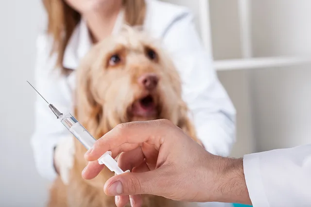Why Do Dogs Develop Lumps After Subcutaneous Injections? Our Vet Answers