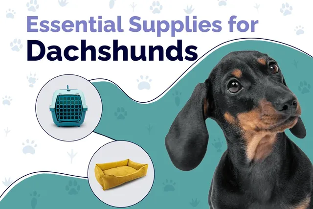 22 Essential Dachshund Supplies to Get You Started: 2026 Update