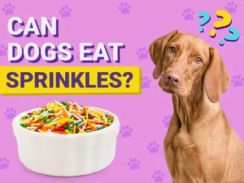 Can Dogs Eat Sprinkles? Vet-Verified Nutrition Facts, Risks & Alternatives