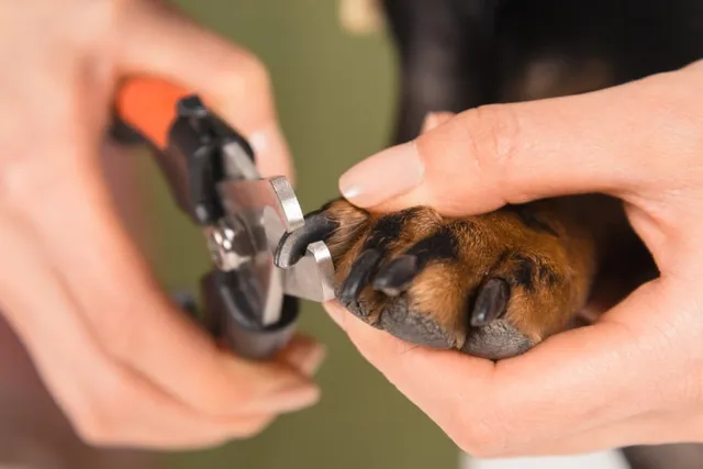 What Happens If You Don't Cut Your Dog's Nails? Vet-Verified Facts & FAQ