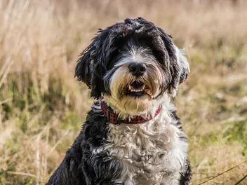 10 Black & White Dog Breeds: Info, Pictures & History