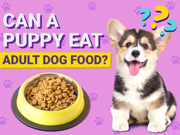 Can a Puppy Eat Adult Dog Food? Vet Approved Facts & FAQ