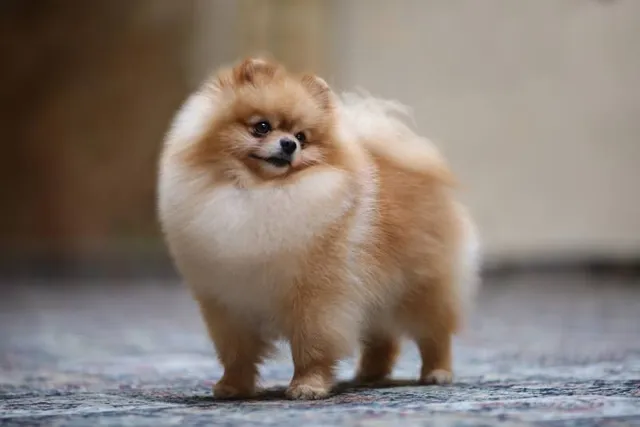 Pomeranian Dog Breed: Info, Pictures, Care & Traits