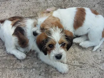 Jack Tzu (Jack Russell Terrier & Shih Tzu Mix): Info, Pictures, Care & More