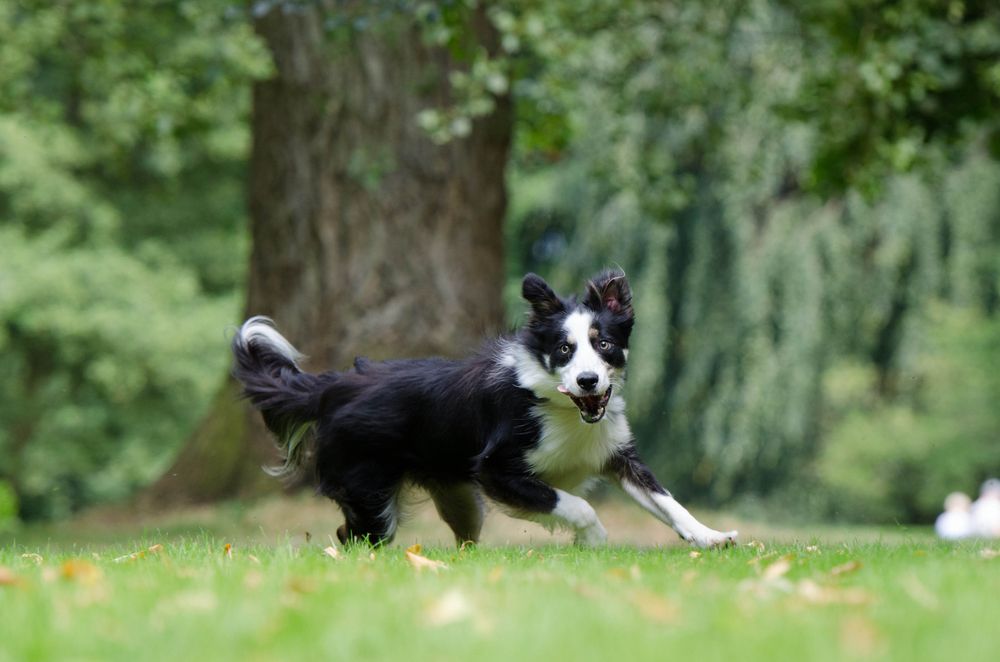 running-border-collie_