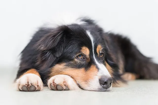 Do I Have an Anti-Social Dog? 8 Vet-Verified Signs to Look For