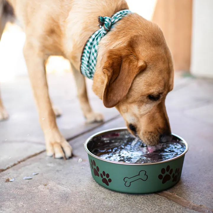 How to Choose the Right Dog Bowl_ Materials, Durability, and Hygiene - Image1_Artichoke_Lifestyle