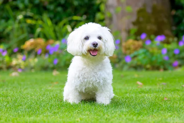 Havanese Dog Breed: Info, Pictures, Traits, Care & More